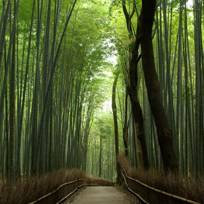 arashiyama