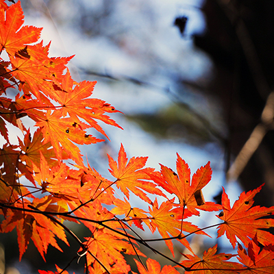 momiji